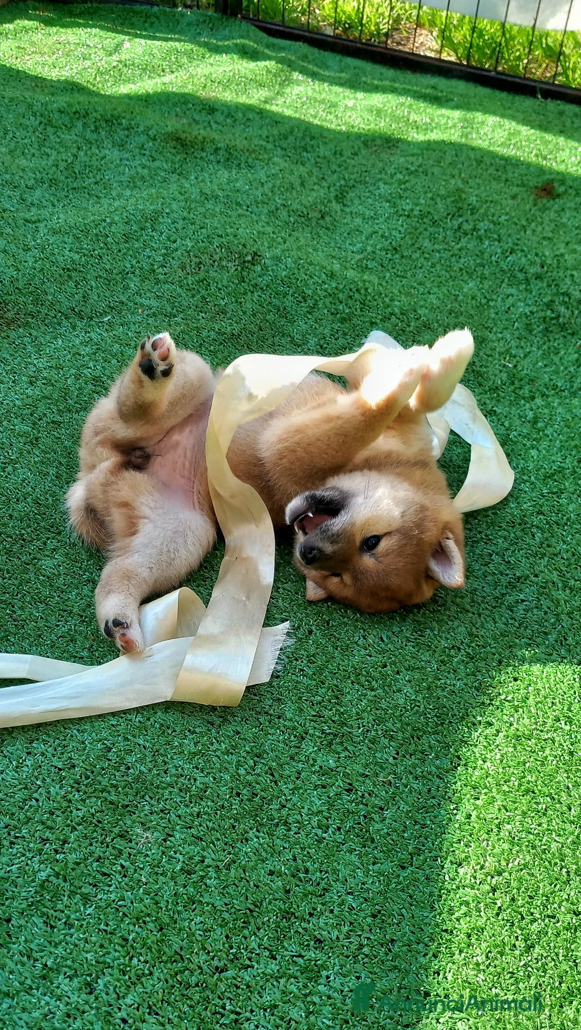 Shiba Inu cani Ultima cucciola shiba inu con pedigree Enci  - Annuncio 2