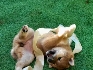 Shiba Inu cani Ultima cucciola shiba inu con pedigree Enci - Annuncio 2