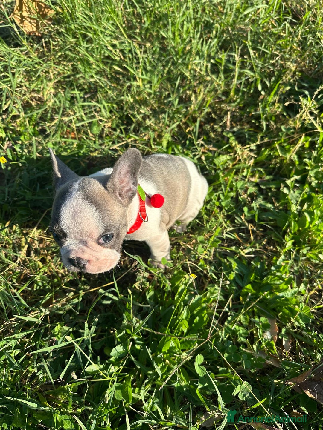 Bulldog Francese cani in vendita: Bulldog francese femmina  - Annuncio 3