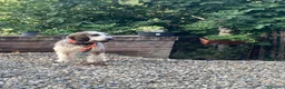 Meticcio cani in regalo: Oscar  a Provincia di Alessandria - Annuncio 3