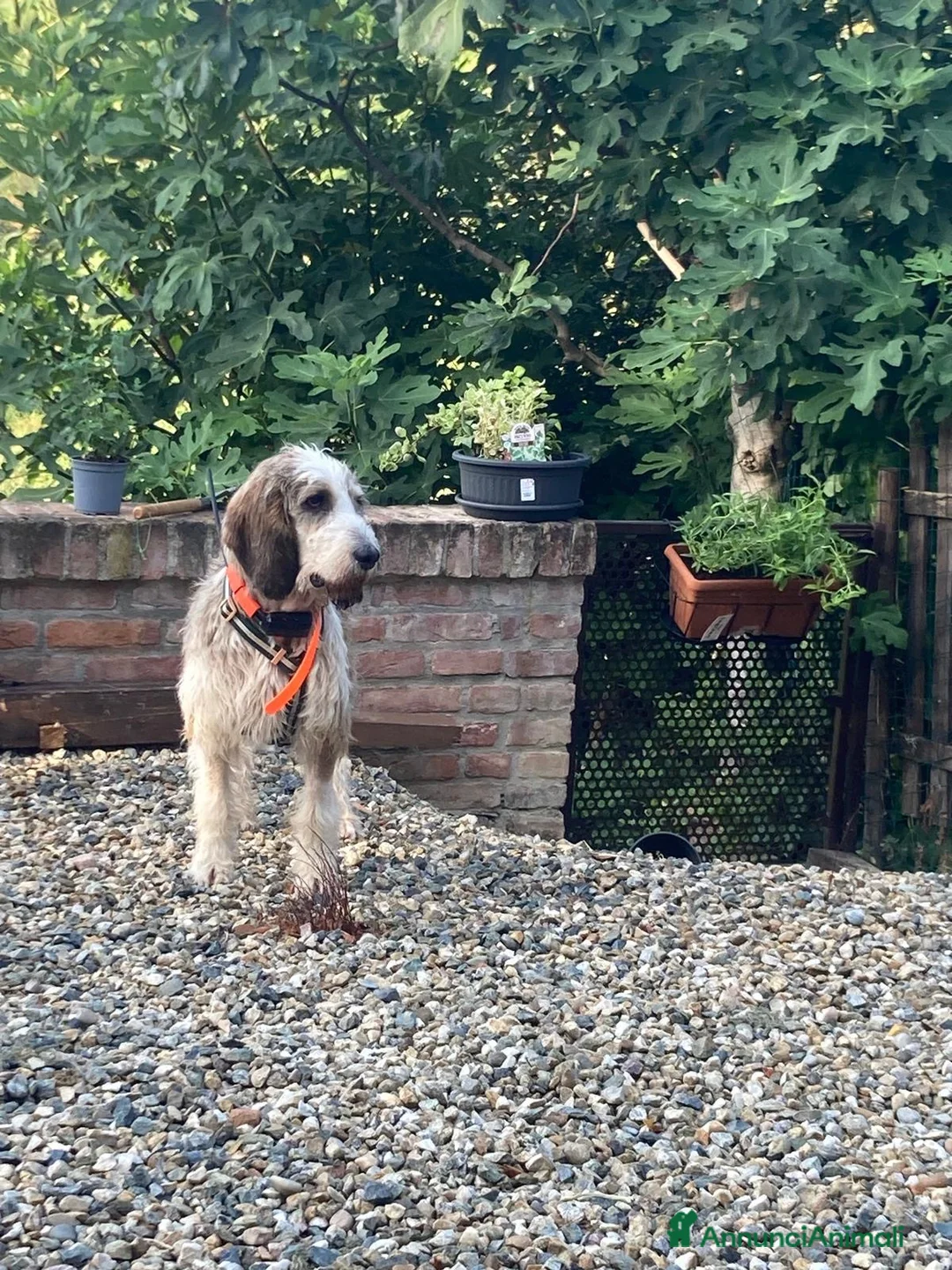 Meticcio cani in regalo: Oscar  a Provincia di Alessandria - Annuncio 3