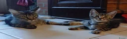 Maine Coon gatti in vendita: Simil maine coon  - Annuncio 6