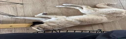 Meticcio cani in regalo: Cerchiamo urgente stallo casalingo postoperatorio  - Annuncio 3