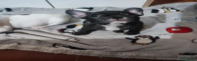 Bulldog Francese Cucciolo 3