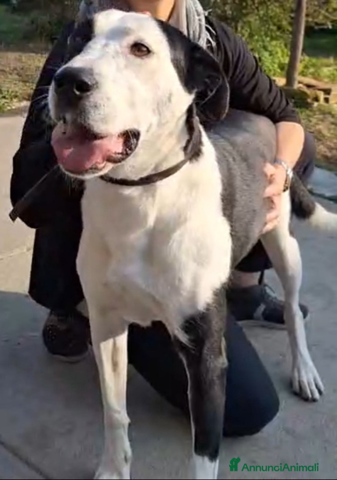 Meticcio gatti in regalo: Mix Amstaff femmina oltre 3anni di appelli CREMONA - Annuncio 1