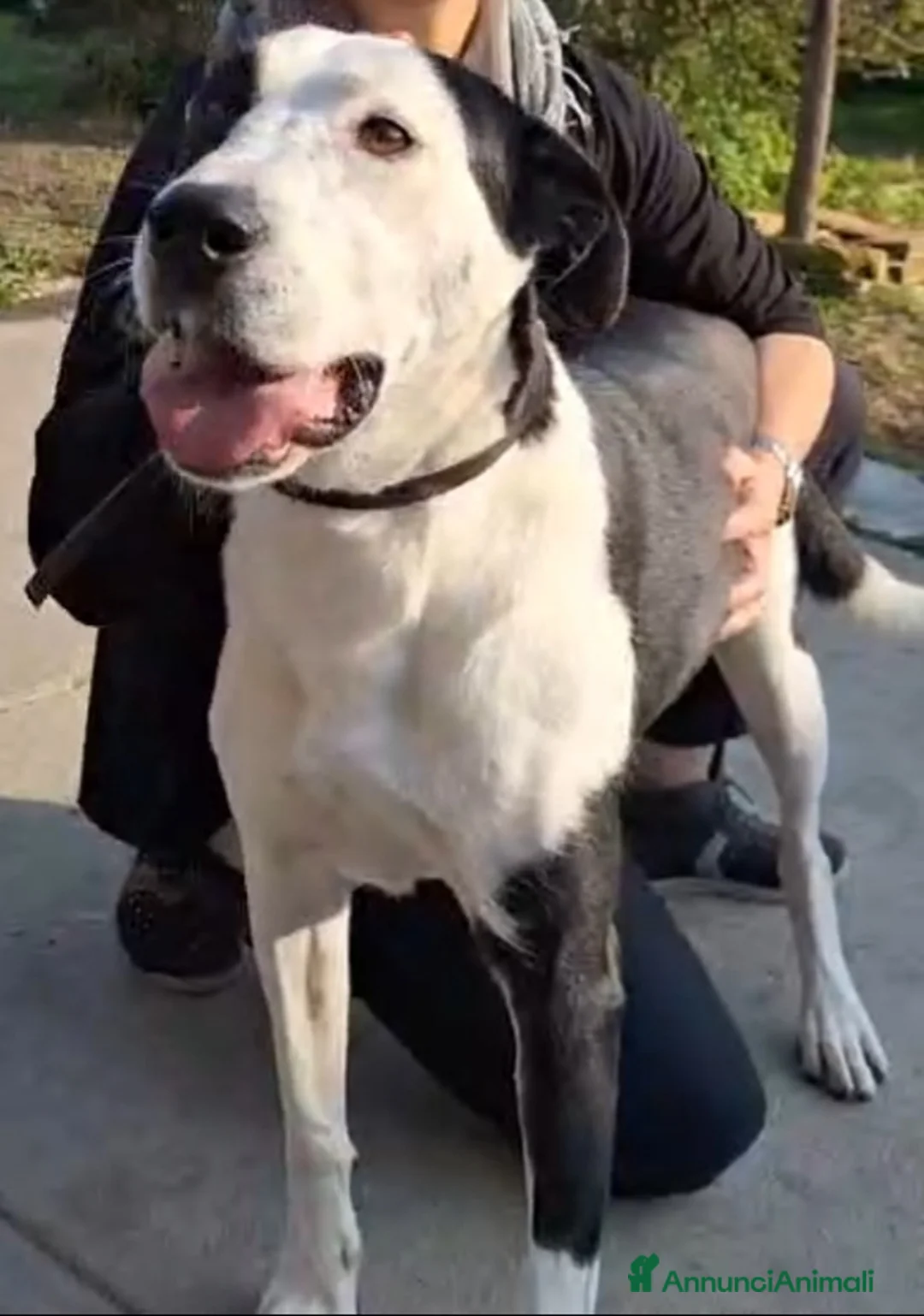 Meticcio gatti in regalo: Mix Amstaff femmina oltre 3anni di appelli CREMONA - Annuncio 1