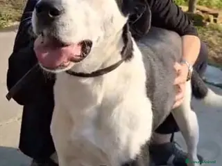 Meticcio gatti Mix Amstaff femmina oltre 3anni di appelli CREMONA - Annuncio 17