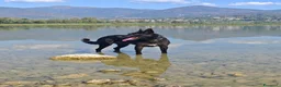 Meticcio cani in regalo: Regalo cane  a Provincia di Lecco - Annuncio 7