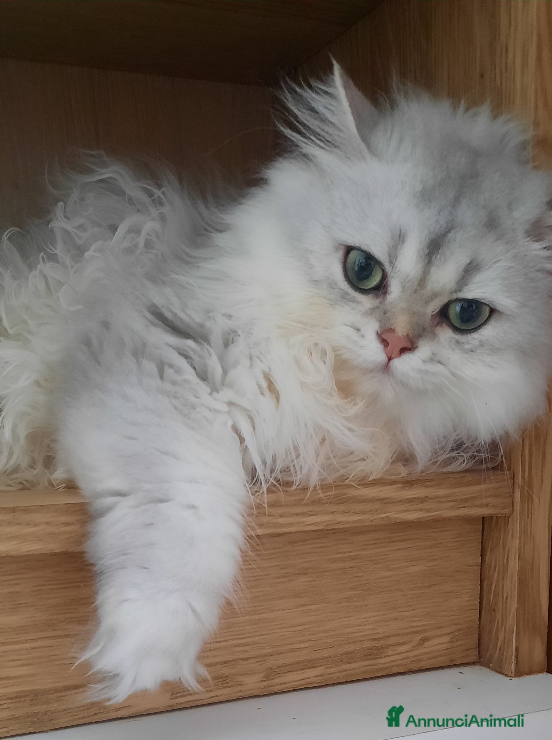 British gatti Gattino British longhair  a Città metropolitana di Milano - Annuncio 2