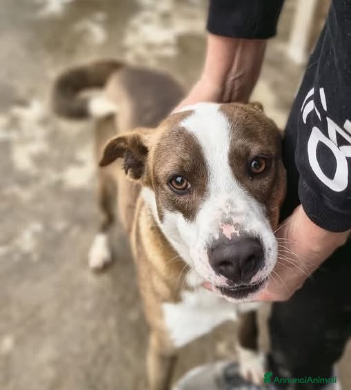 Meticcio cani Trollo - Annuncio 14