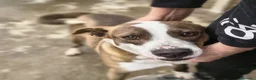 Meticcio cani in regalo: Trollo - Annuncio 1
