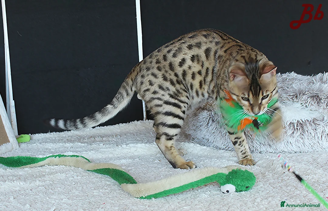 Altre razze gatti in vendita: Splendido Bengala - Annuncio 9