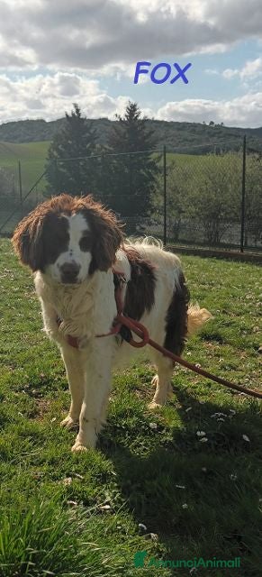 Meticcio cani FOX un  timidino tg mediopicc. - Annuncio 1