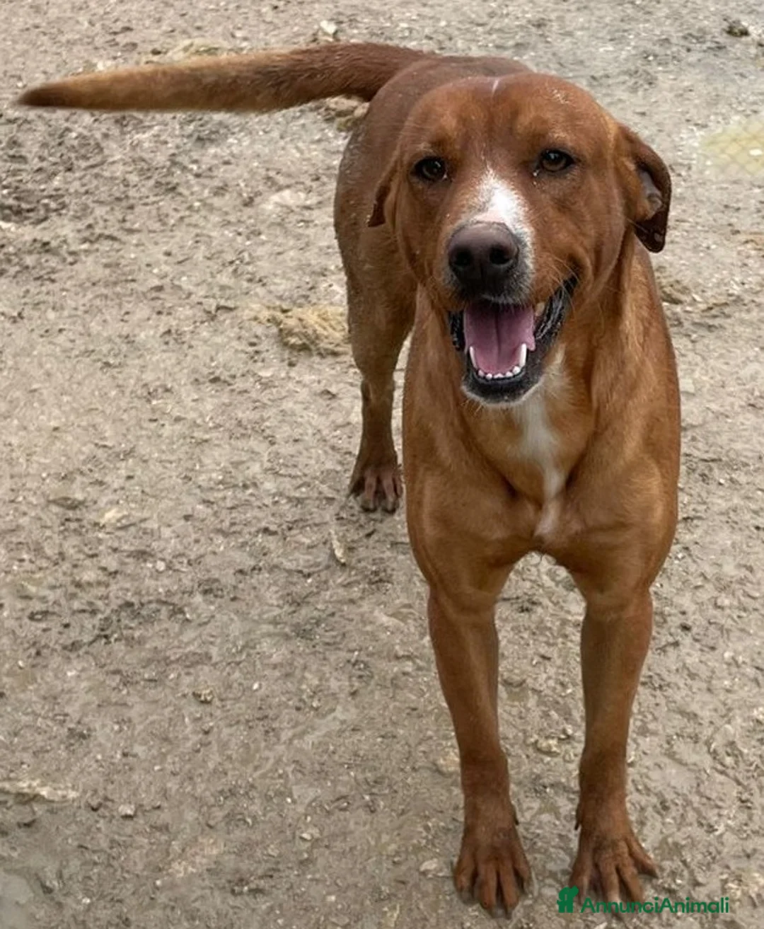 Meticcio cani in regalo: SONO CORFU', MI ADOTTI? - Annuncio 3