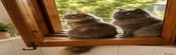 Maine Coon gatti in vendita: Gattini Maine Coon  - Annuncio 5