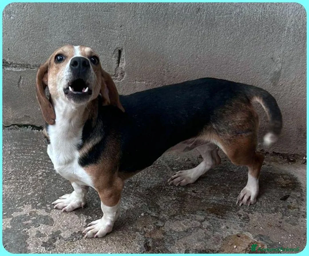 Meticcio cani in regalo: Napoleone dolcissimo mix beagle a Città metropolitana di Milano - Annuncio 2