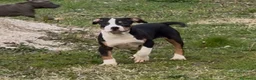 Pitbull cani in vendita: Cuccioli American Pit Bull anche a rate - Annuncio 18