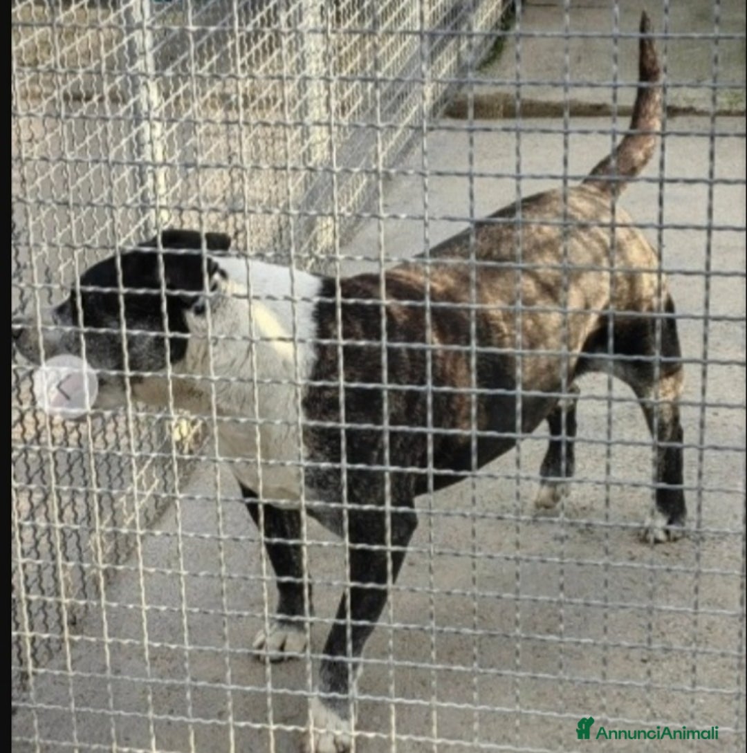Meticcio cani in regalo: Zeus molossino invecchia in canile.CASERTA  a Città metropolitana di Milano - Annuncio 2