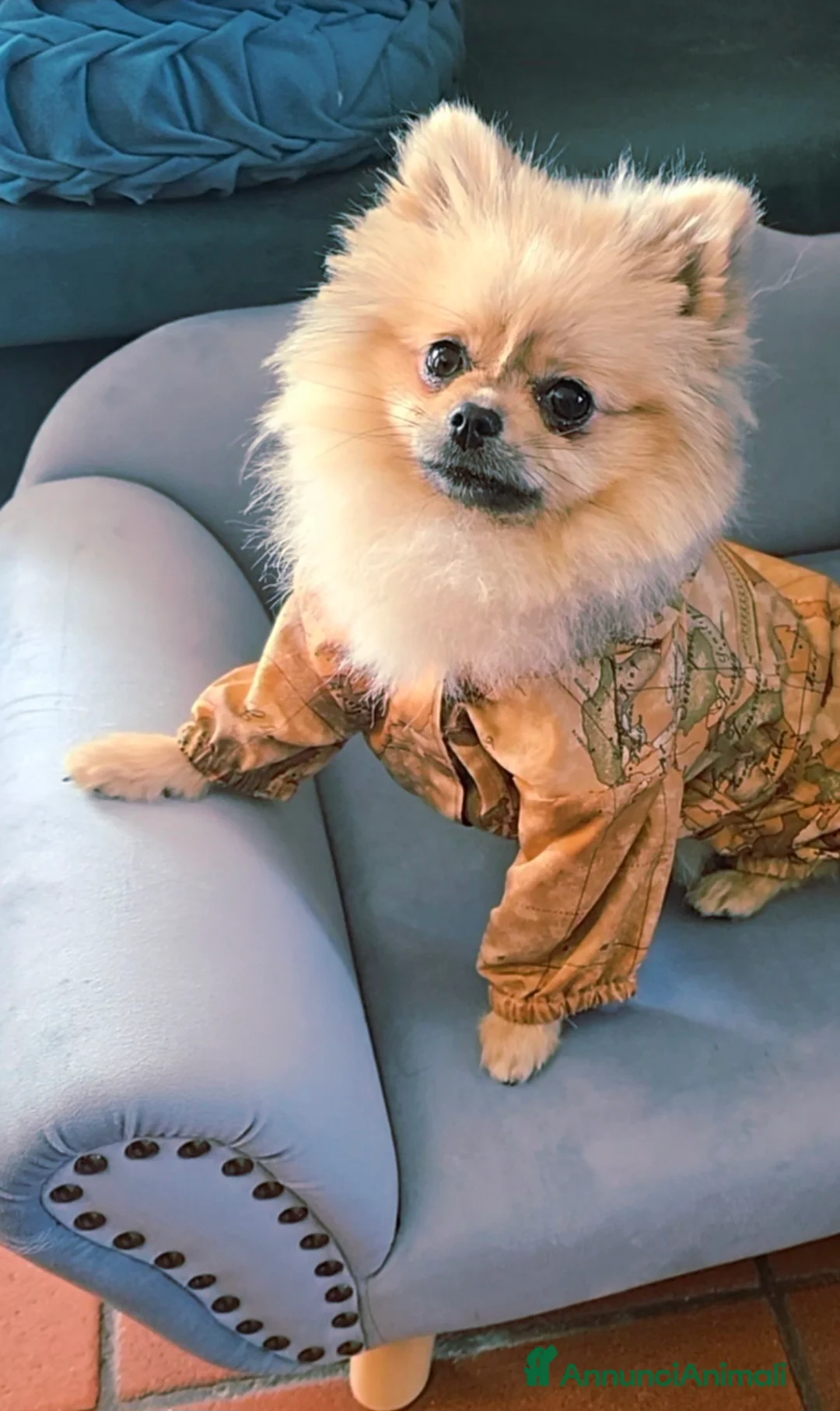 Volpino Pomerania cani in vendita: Volpino di pomerania pedigree  - Annuncio 5