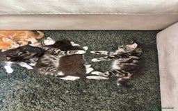 Maine Coon gatti in vendita: Cuccioli di Maine coon a Provincia di Mantova - Immagine 12