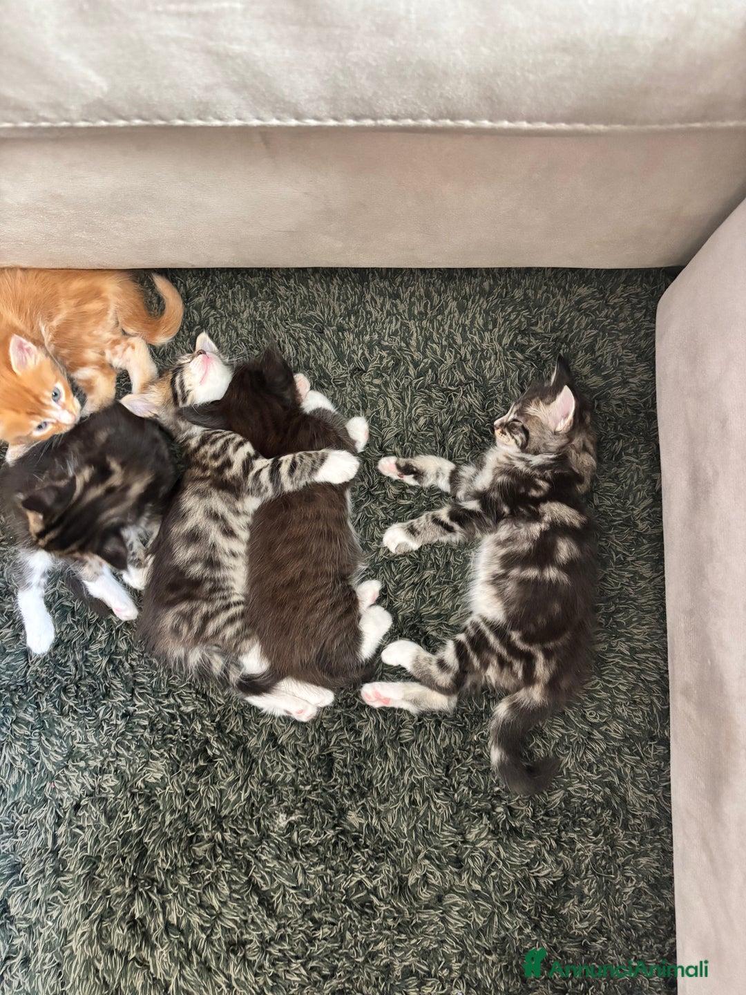 Maine Coon gatti in vendita: Cuccioli di Maine coon a Provincia di Mantova - Immagine 12