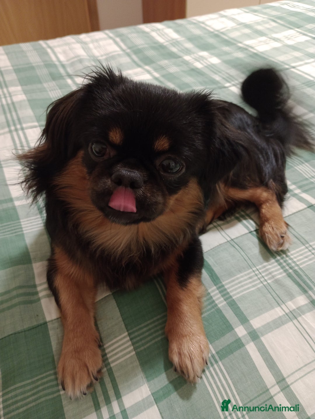 Tibetan Spaniel cani in vendita: Cucciolo di Tibetan spaniel  - Annuncio 3