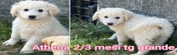 Meticcio cani in regalo: CUCCIOLI, URGENTE: TEMPO SCADUTO! a Provincia di Arezzo - Annuncio 6