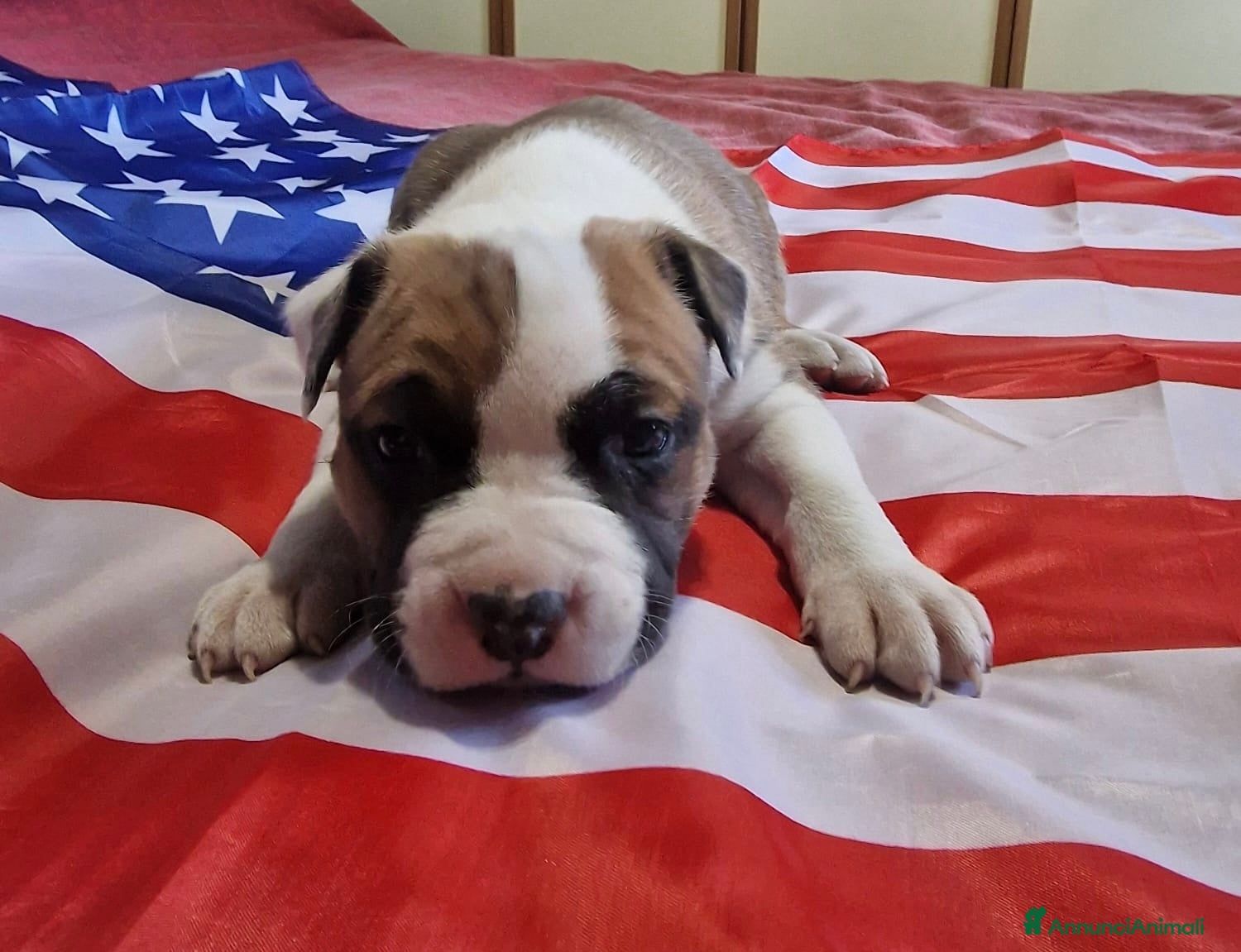 American Staffordshire cani Cuccioli di amstaff disponibili - Annuncio 1