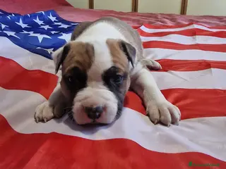 American Staffordshire cani Cuccioli di amstaff disponibili - Annuncio 1