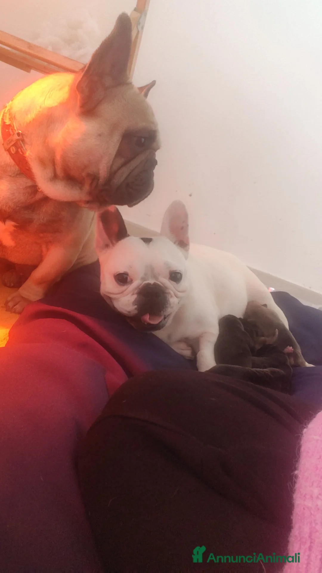 Bulldog Francese cani in vendita: Cuccioli con PEDIGREE ENCI  - Annuncio 1