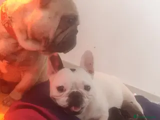 Bulldog Francese cani Cuccioli con PEDIGREE ENCI - Annuncio 2