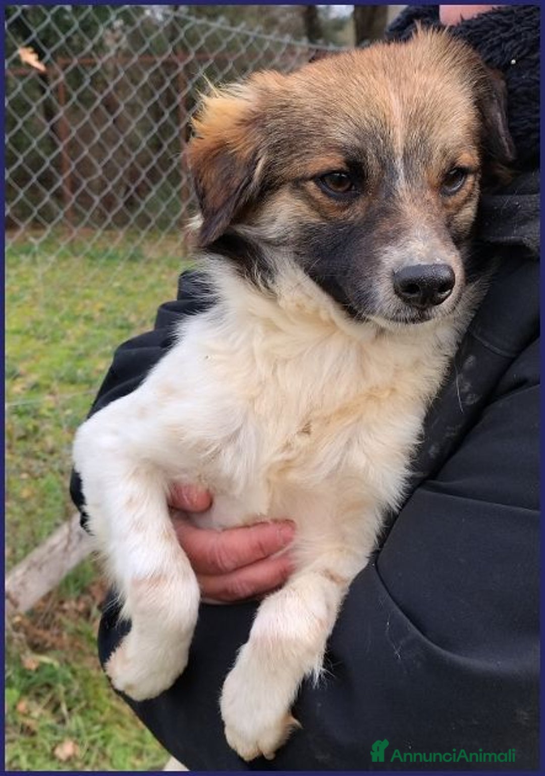 Meticcio cani in regalo: Metzcal tg piccola vuole le coccole - Annuncio 2