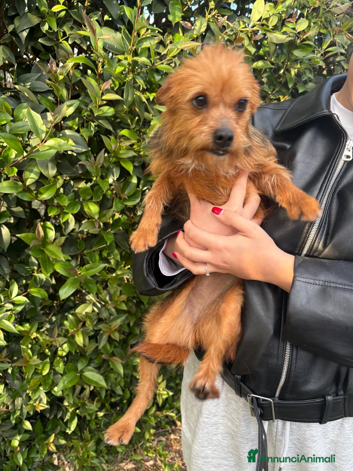 Meticcio cani CAGNOLINA MIX YORKSHIRE - Annuncio 11