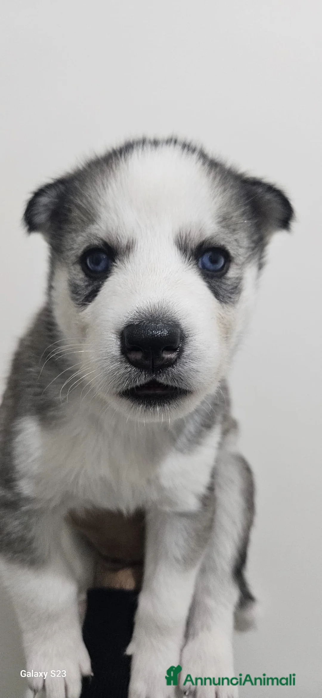 Husky cani in vendita: Cuccioli di siberian husky  - Annuncio 6