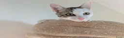 Meticcio gatti in regalo: Quattro gattini stupendi cercano casa - Annuncio 18