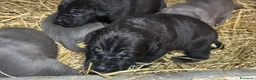 Cane Corso cani in vendita: Cuccioli di Cane Corso - Annuncio 4