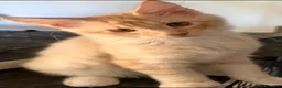Maine Coon gatti in vendita: Maine Coon bellissimi  - Annuncio 9