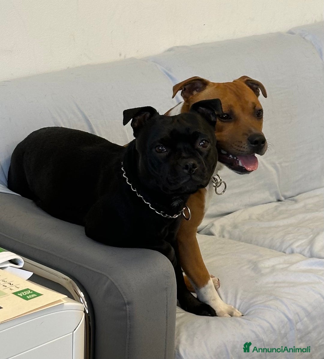 Staffordshire cani in vendita: Staffordshire Bull Terrier (Staffy) - Annuncio 20