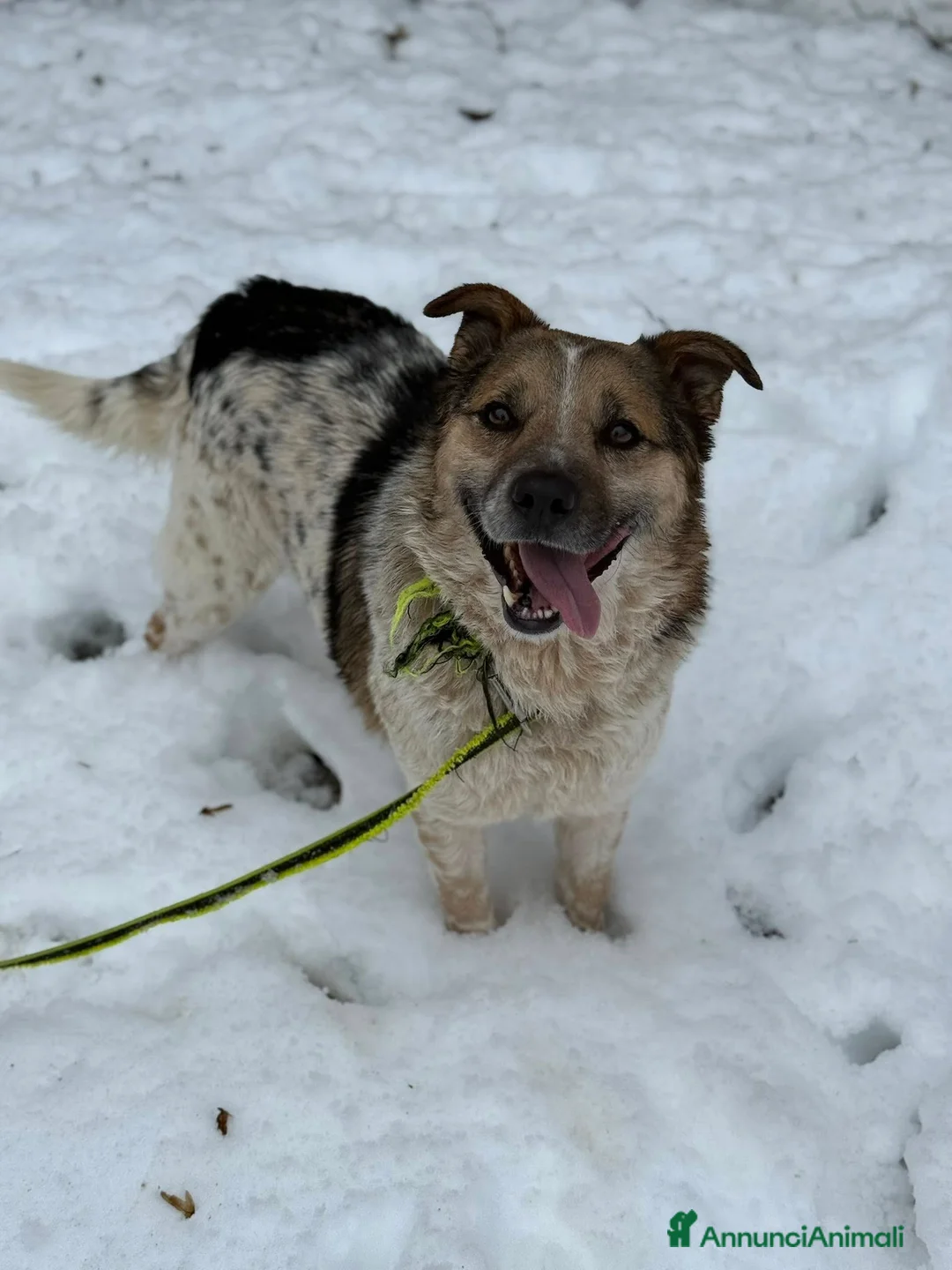 Meticcio cani in regalo: KLAUS, dimenticato da tutti. - Annuncio 2