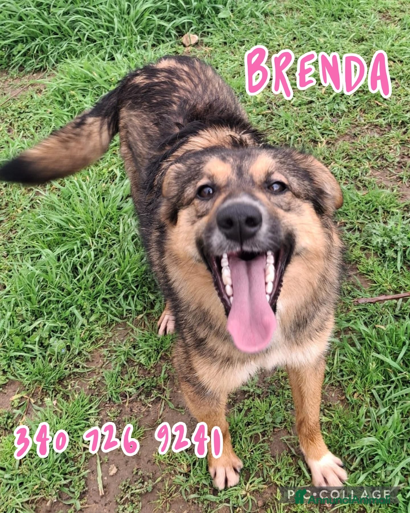 Meticcio cani BRENDA 🩷 -cucciola che sorride! Perché è nel box? - Annuncio 21