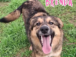 Meticcio cani BRENDA 🩷 -cucciola che sorride! Perché è nel box? - Annuncio 21