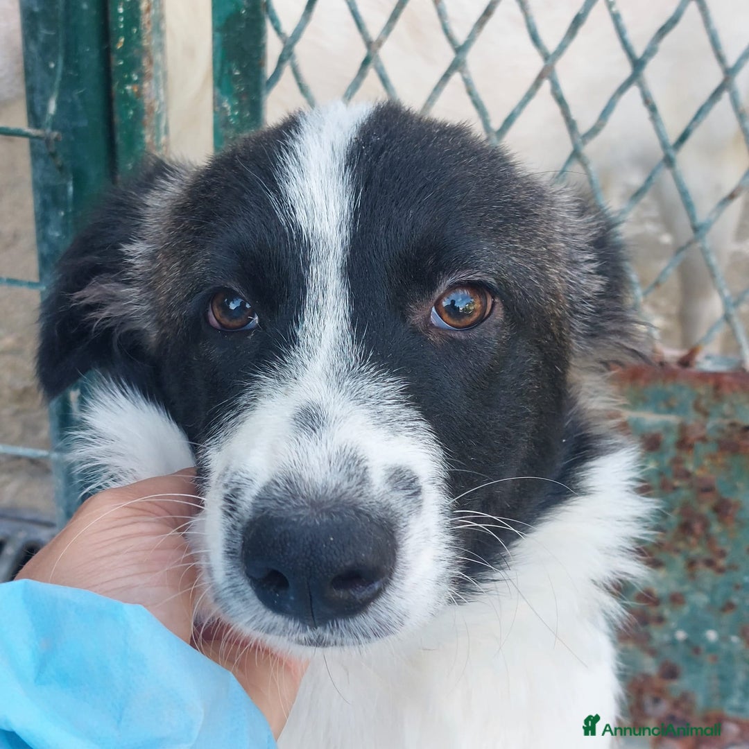 Meticcio cani in regalo: Moka  - Annuncio 4