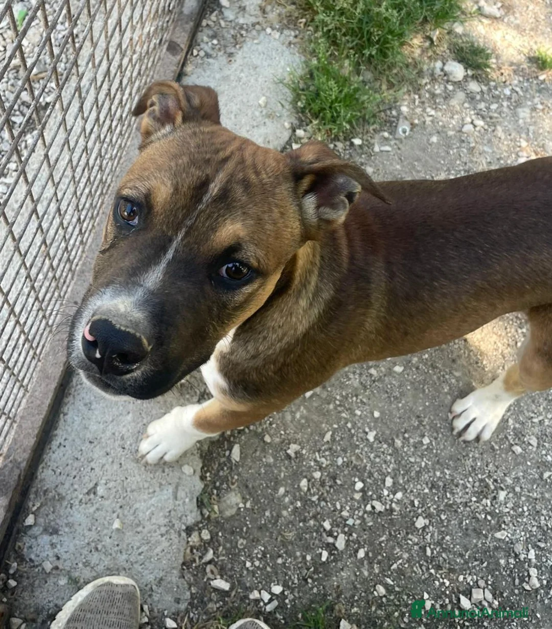 Pitbull cani in regalo: CIOCCOLATO - Annuncio 2
