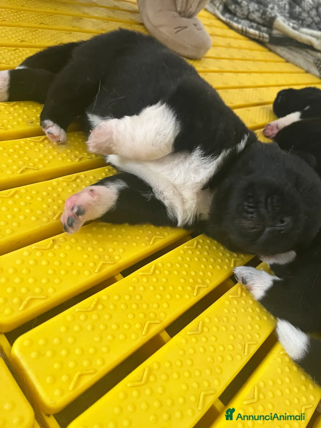 Akita Americano cani in vendita: Cuccioli di Akita americano - Annuncio 3