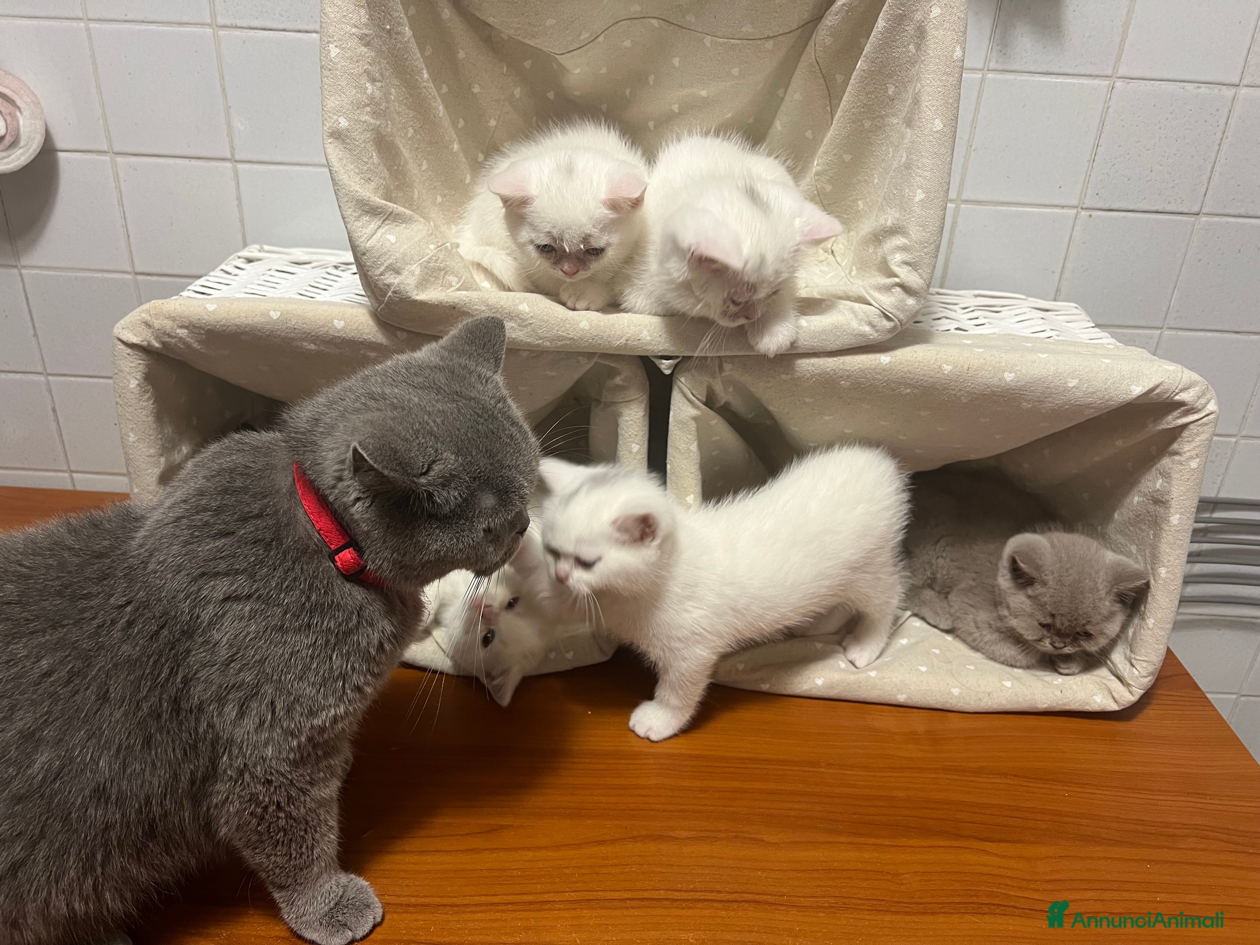 British gatti  Cucciolata Gattini British Shorthair - Annuncio 2