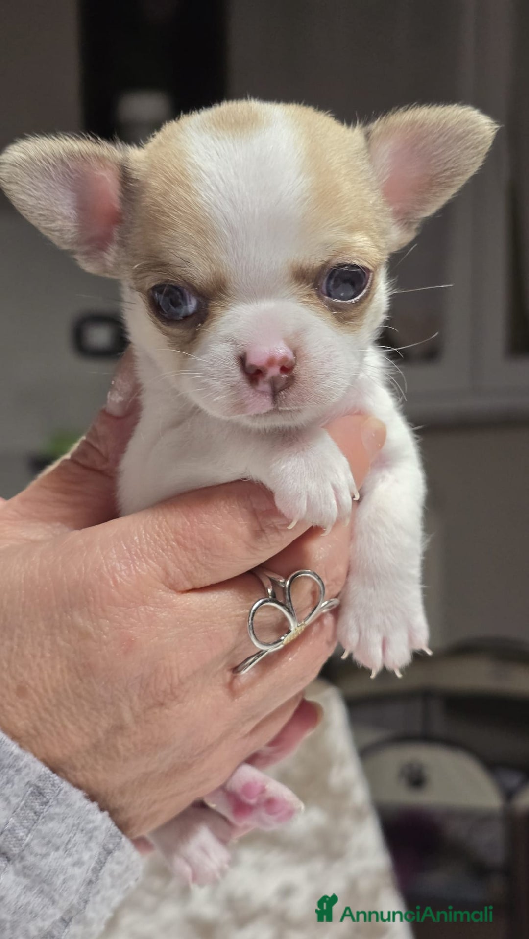 Chihuahua cani in vendita: Bellissimo chihuahua  - Annuncio 7