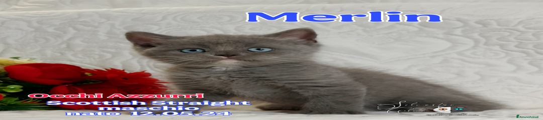Scottish Straight Merlin 