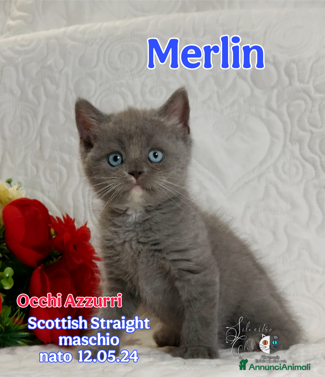 British gatti in vendita: British  / Scottish occhi AZZURRI  a Provincia di Pavia - Immagine 9