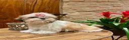 Shih Tzu cani in vendita: Shih-Tzu cuccioli - Annuncio 4