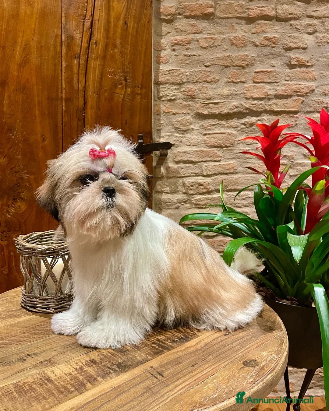 Shih Tzu cani in vendita: Shih-Tzu cuccioli - Annuncio 4